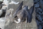Black Tern by Tony Paintin Black Tern by Tony Paintin