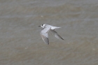 Black Tern by Mick Dryden