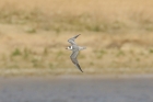 Black Tern by Mick Dryden Black Tern by Mick Dryden