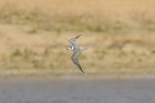 Black Tern by Mick Dryden