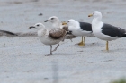 Caspian Gull by Romano da Costa Caspian Gull by Romano da Costa