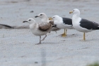 Caspian Gull by Romano da Costa