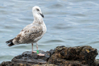 Yellow-legged Gull by Romano da Costa