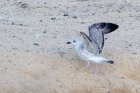 Caspian Gull by Romano da Costa Caspian Gull by Romano da Costa