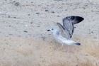 Caspian Gull by Romano da Costa