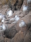 Caspian Gull by Duncan Wilson