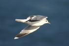 Common Gull by Mick Dryden Common Gull by Mick Dryden