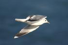 Common Gull by Mick Dryden