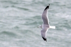 Common Gull by Romano da Costa Common Gull by Romano da Costa