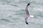 Common Gull by Romano da Costa