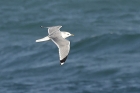 Common Gull by Mick Dryden Common Gull by Mick Dryden
