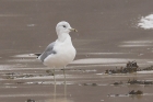 Common Gull by Mick Dryden