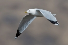 Common Gull by Romano da Costa