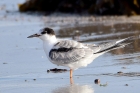 Common Tern by Alan Gicquel