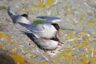 Common Terns by Nick Jouault Common Terns by Nick Jouault
