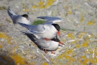 Common Terns by Nick Jouault