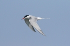 Common Tern by Mick Dryden Common Tern by Mick Dryden