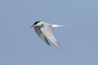 Common Tern by Mick Dryden