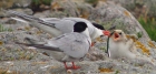 Common Terns by Nick Jouault
