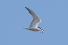 Common Tern by Mick Dryden Common Tern by Mick Dryden
