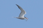 Common Tern by Mick Dryden