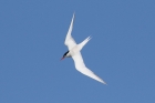 Common Tern by Mick Dryden