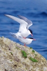 Common Terns by Nick Jouault