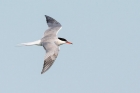 Common Tern by Romano da Costa