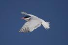 Common Tern by Mick Dryden