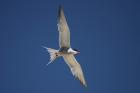 Common Tern by Mick Dryden