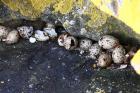 Common Tern eggs by Mick Dryden