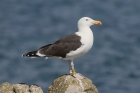 Great Black-backed Gull by Mick Dryden