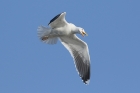 Great Black-backed Gull by Mick Dryden