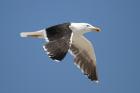 Great Blackbacked Gull by Mick Dryden