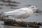 Glaucous Gull by Romano da Costa Glaucous Gull by Romano da Costa