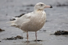Glaucous Gull by Romano da Costa Glaucous Gull by Romano da Costa
