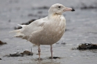 Glaucous Gull by Romano da Costa