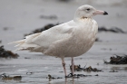Glaucous Gull by Romano da Costa