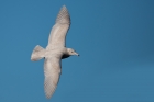Glaucous Gull by Romano da Costa