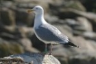 Herring Gull by Mick Dryden