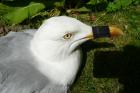 Herring Gull by David Buxton