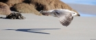 Herring Gull by Tim Ransom
