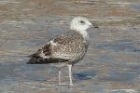 Yellow Legged Gull by Mick Dryden