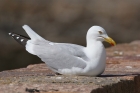 Herring Gull by Mick Dryden Herring Gull by Mick Dryden