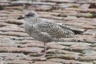 Herring Gull by Mick Dryden Herring Gull by Mick Dryden