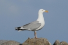 Herring Gull by Mick Dryden