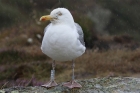 Herring Gull by Mick Dryden