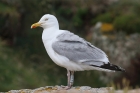Herring Gull by Mick Dryden