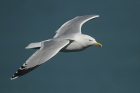 Herring Gull by Mick Dryden