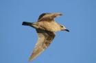 Herring Gull by Mick Dryden